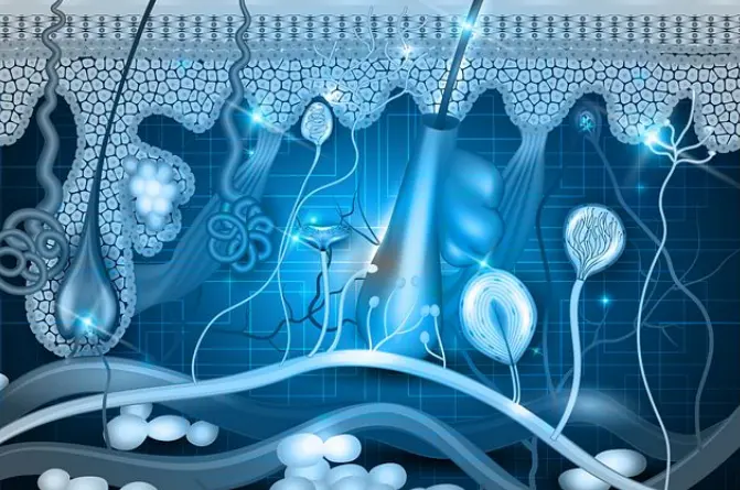 In Vitro Transdermal Testing