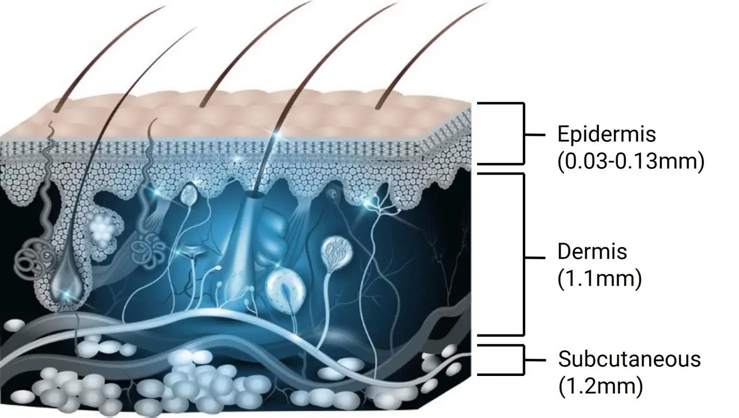 In Vitro Skin Diffusion Studies